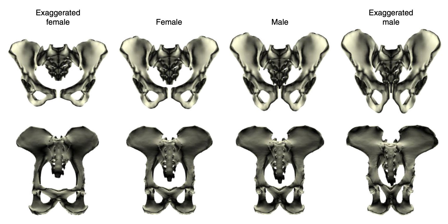 What Pelvis Shape Can Teach Us About Human Evolution - Science in